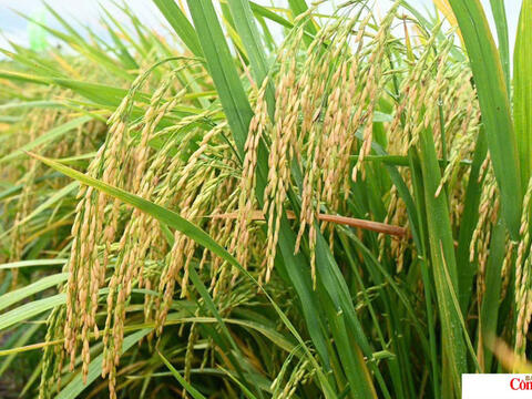 Giá lúa gạo hôm nay ngày 26/7 và tuần qua: Gạo xuất khẩu biến động mạnh