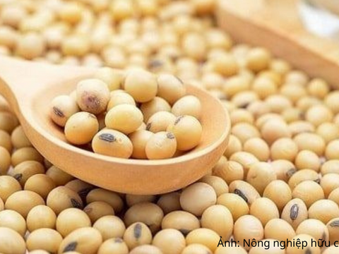 Giá đậu tương tăng mạnh, nguồn cung toàn cầu thêm áp lực
