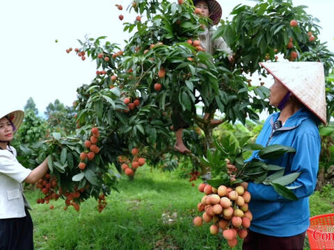 Bắc Ninh: Liên kết chuỗi cung ứng trong xúc tiến tiêu thụ nông sản