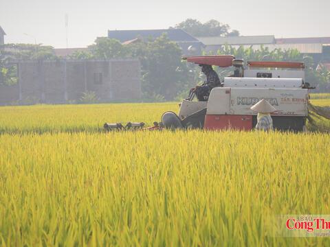 Doanh nghiệp kiến nghị loạt giải pháp thúc đẩy xuất khẩu gạo