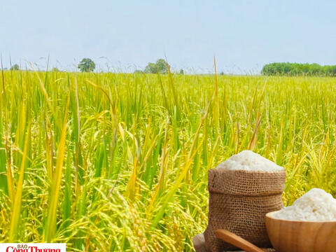 Giá lúa gạo hôm nay ngày 4/8/2026: Gạo xuất khẩu tăng
