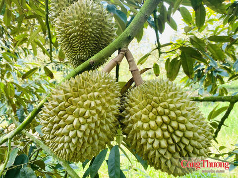 Tiếp sức cho nông sản Việt vào thị trường Trung Quốc