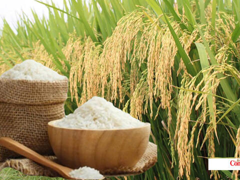 Giá lúa gạo hôm nay ngày 7/8/2026: Lúa tươi tiếp đà tăng