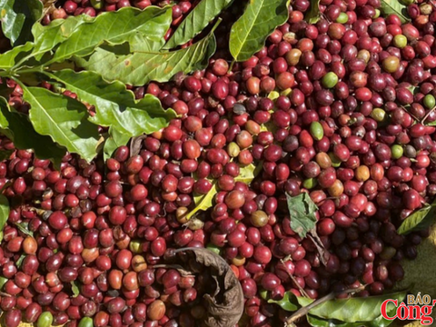 Giá cà phê giảm do nguồn cung Robusta gia tăng