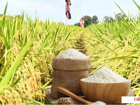 Giá lúa gạo hôm nay ngày 14/8/2026: Gạo nguyên liệu xuất khẩu tăng