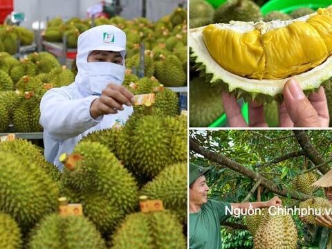 Không mở rộng diện tích sầu riêng; tập trung nâng cao năng suất, chất lượng