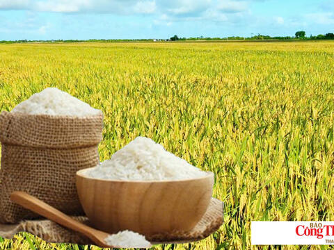 Giá lúa gạo hôm nay ngày 19/8: Gạo nguyên liệu xuất khẩu tiếp đà giảm