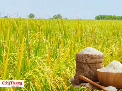 Giá lúa gạo hôm nay ngày 25/8:/2026 Lúa tươi đồng loạt giảm