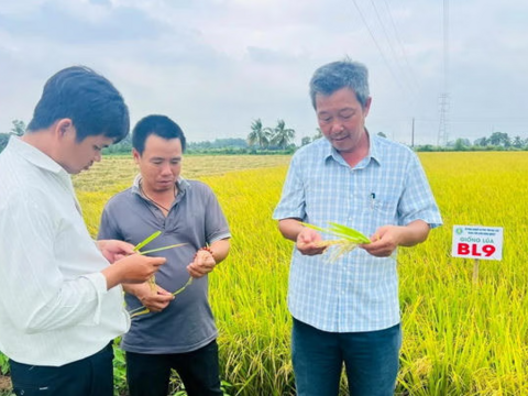 Cà Mau: Xây dựng chuỗi giá trị lúa – gạo BL9 gắn với vùng lúa – tôm