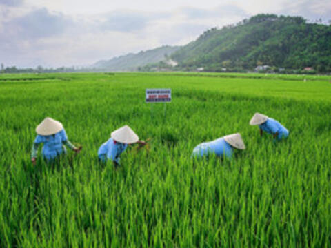 Đào tạo nghề gắn với sinh kế cho lao động nông thôn
