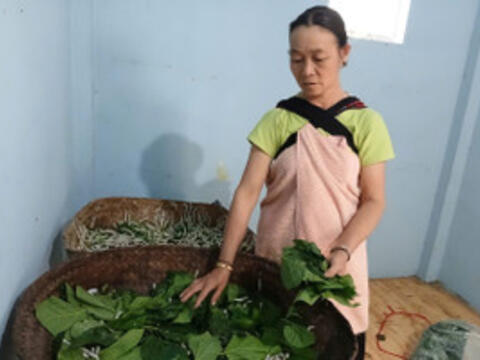 Chuyện giảm nghèo của Chi hội Nông dân nghề nghiệp 'Dâu tằm số' bản Pa Pe