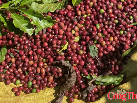 Giá cà phê thế giới đồng loạt giảm, nguồn cung từ Brazil tiếp tục tăng
