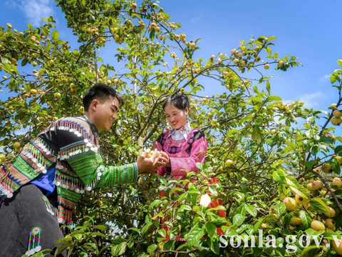 Du lịch Sơn La mùa thu: Đòn bẩy thúc đẩy thương mại dịch vụ địa phương