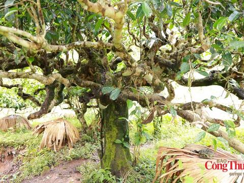 Vẻ đẹp vùng chè Shan tuyết giữa núi rừng Tuyên Quang