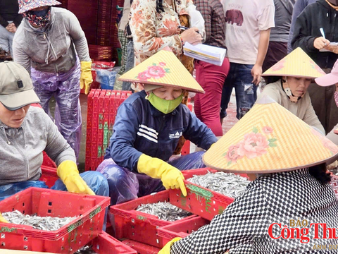 Quảng Ngãi: Ngư dân trúng cá cơm trái vụ, lãi hàng chục triệu đồng