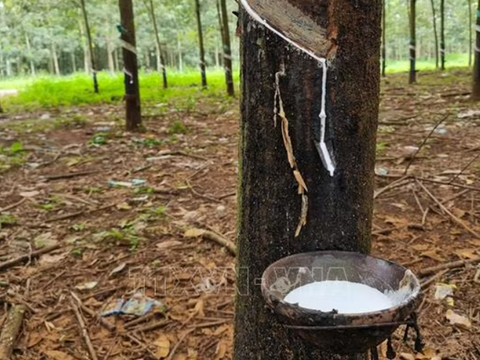 Giá cao su tăng mạnh, nguồn cung toàn cầu đối mặt nguy cơ thiếu hụt