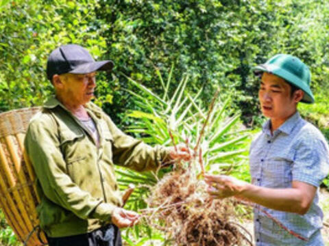 Cây táo mèo, sa nhân mở hướng thoát nghèo cho người Mông ở Pù Nhi