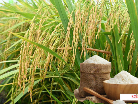 Giá lúa gạo hôm nay ngày 12/10/2026: Giá lúa tươi tăng nhẹ