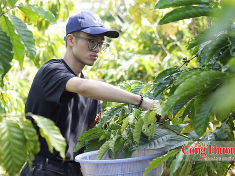 Giá cà phê hôm nay 12/10/2026: Lặng sóng phiên đầu tuần