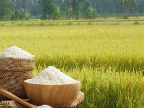 Giá lúa gạo hôm nay ngày 10/4: Gạo xuất khẩu tăng mạnh