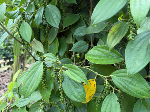 Giá tiêu hôm nay 10/4/2026: Cao nhất 139.000 đồng/kg