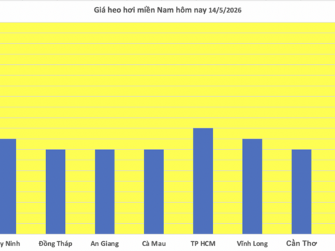 Giá heo hơi hôm nay 14/5/2026: Cao nhất 71.000 đồng/kg