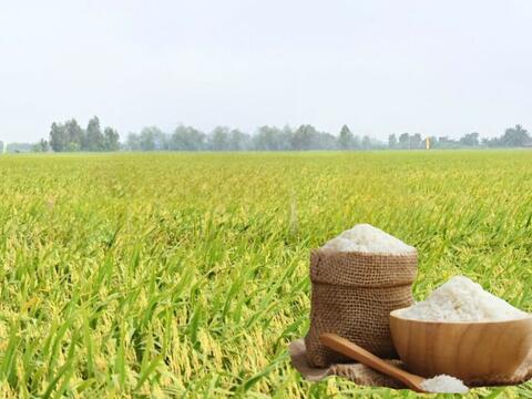 Giá lúa gạo hôm nay ngày 11/6/2026: Gạo nguyên liệu xuất khẩu giảm