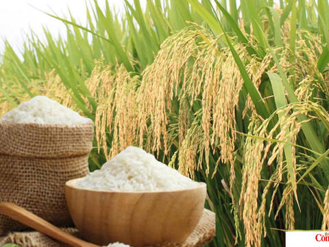 Giá lúa gạo hôm nay ngày 9/7/2026: Lúa tươi biến động trái chiều
