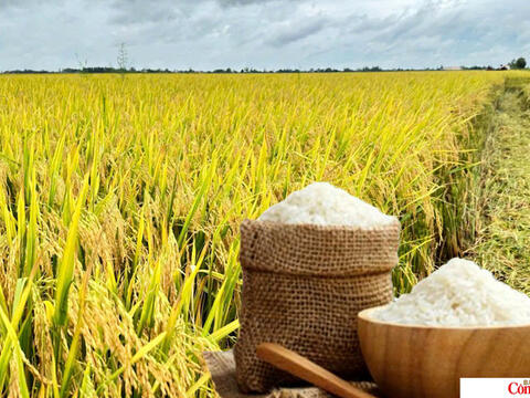 Giá lúa gạo hôm nay ngày 10/7/2026: Gạo Đài Thơm tăng 500 đồng/kg