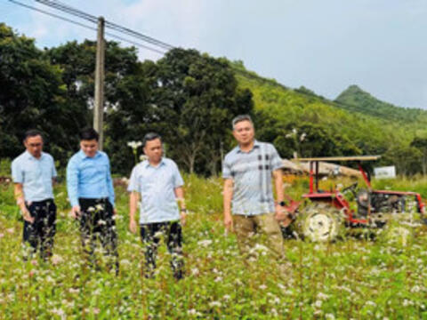 Từ sắc hoa tam giác mạch đến kinh tế bền vững ở vùng cao
