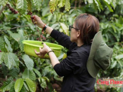 Giá cà phê hôm nay 8/10/2026: Duy trì ngưỡng 93.600 – 94.200 đồng/kg