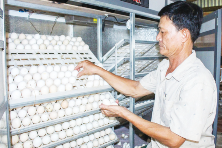 Nuôi gà Ai Cập an toàn sinh học cho hiệu quả cao
