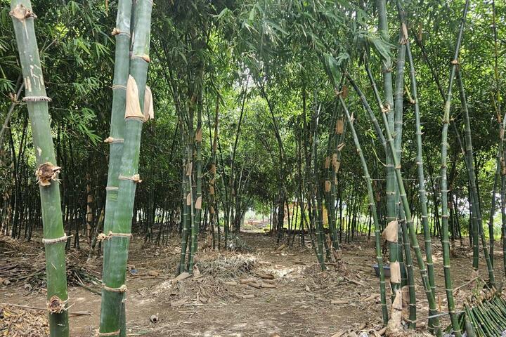 Khởi nghiệp từ trồng tre tứ quý
