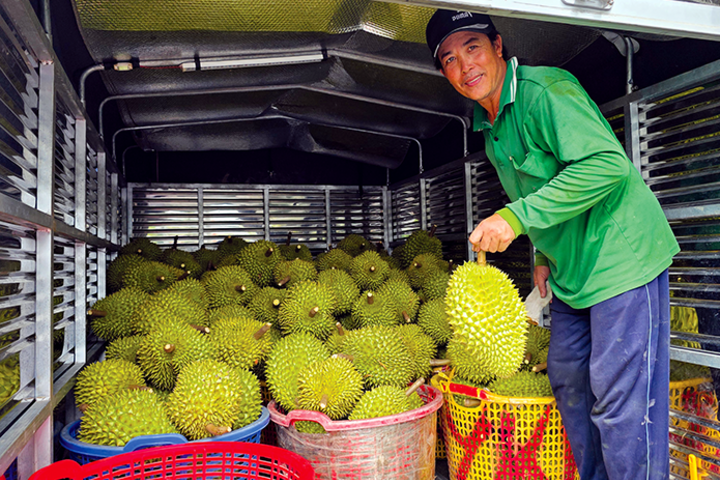 Sầu riêng tăng giá 