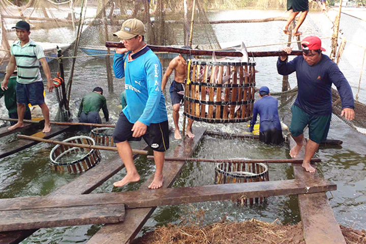 Tổng sản lượng nuôi và khai thác thủy sản đạt 633.018 tấn 