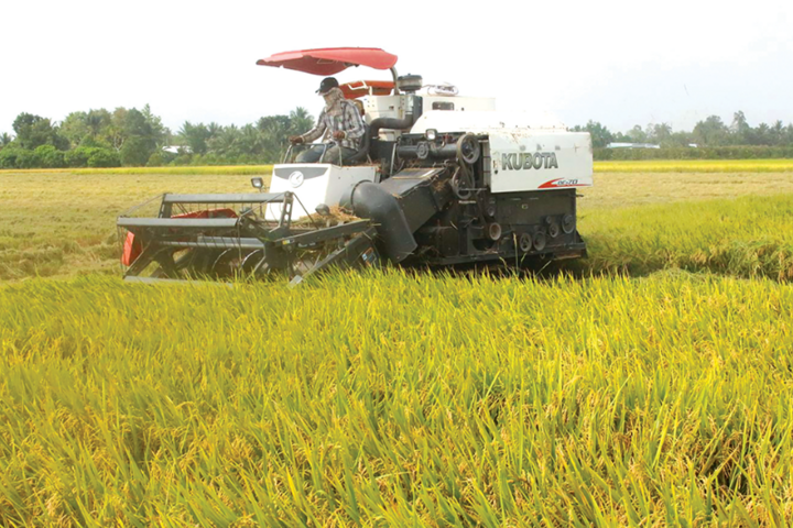 Mô hình cánh đồng lớn sản xuất lúa cho lợi nhuận cao 