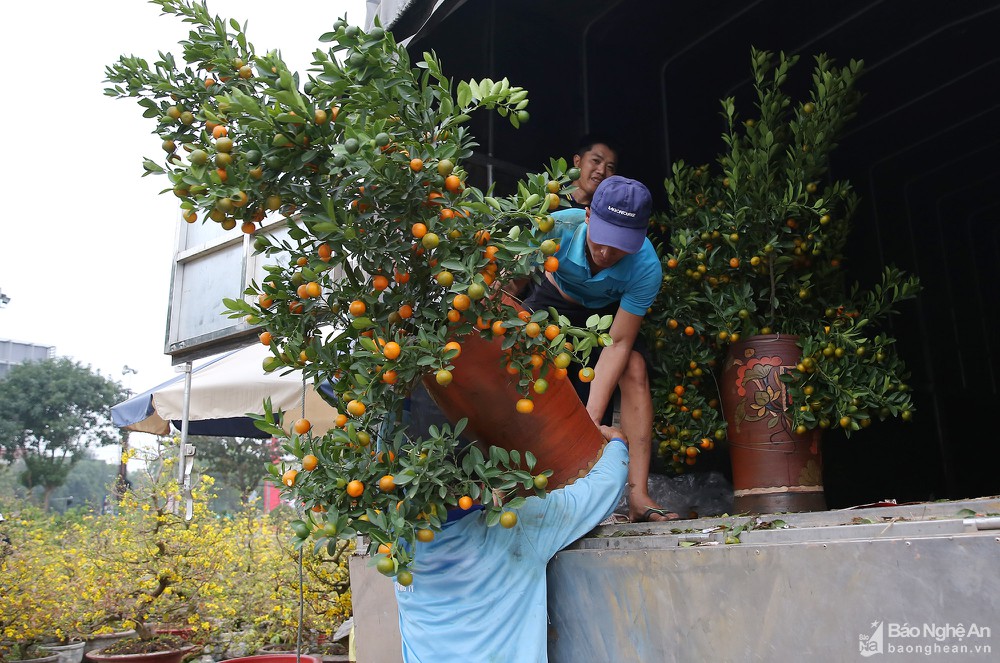 Quất bonsai 'gây sốt', hoa lan tràn ngập phố Vinh