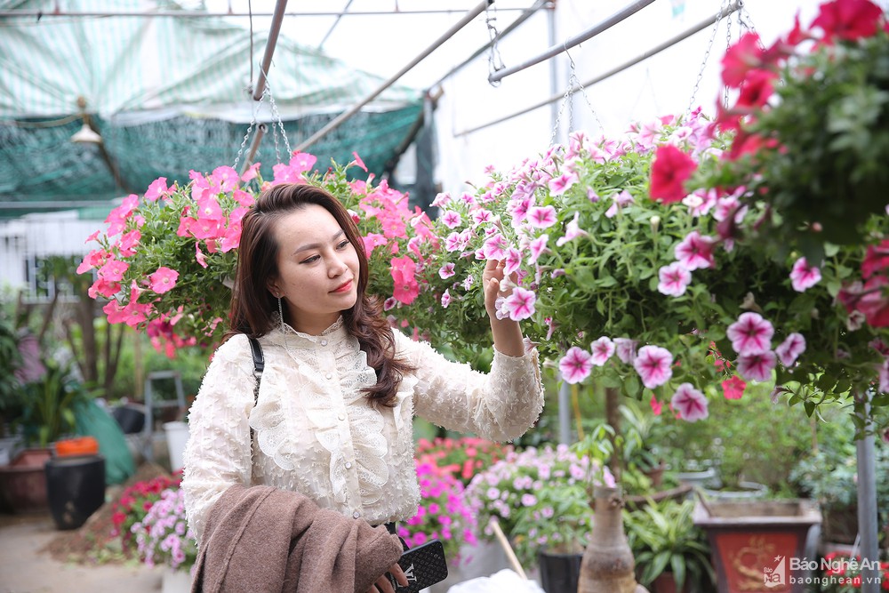 Quất bonsai 'gây sốt', hoa lan tràn ngập phố Vinh