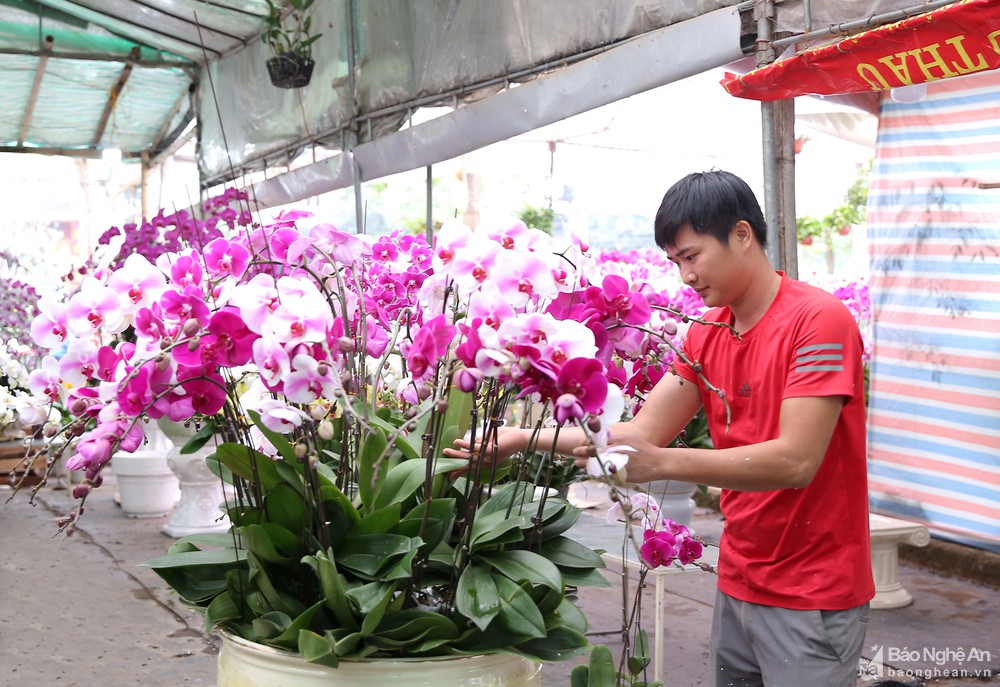 Quất bonsai 'gây sốt', hoa lan tràn ngập phố Vinh