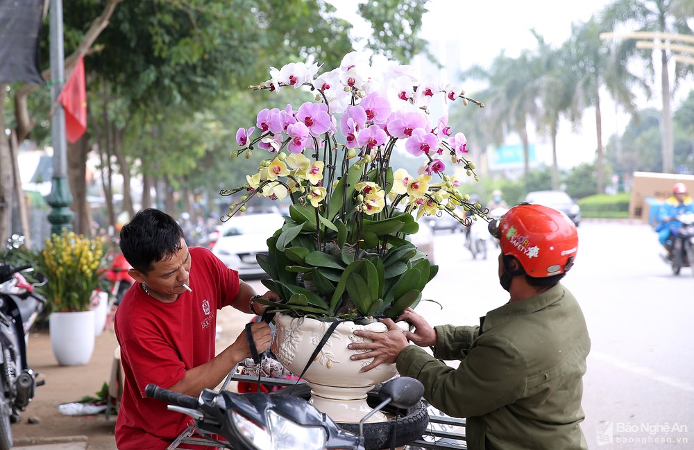 Quất bonsai 'gây sốt', hoa lan tràn ngập phố Vinh