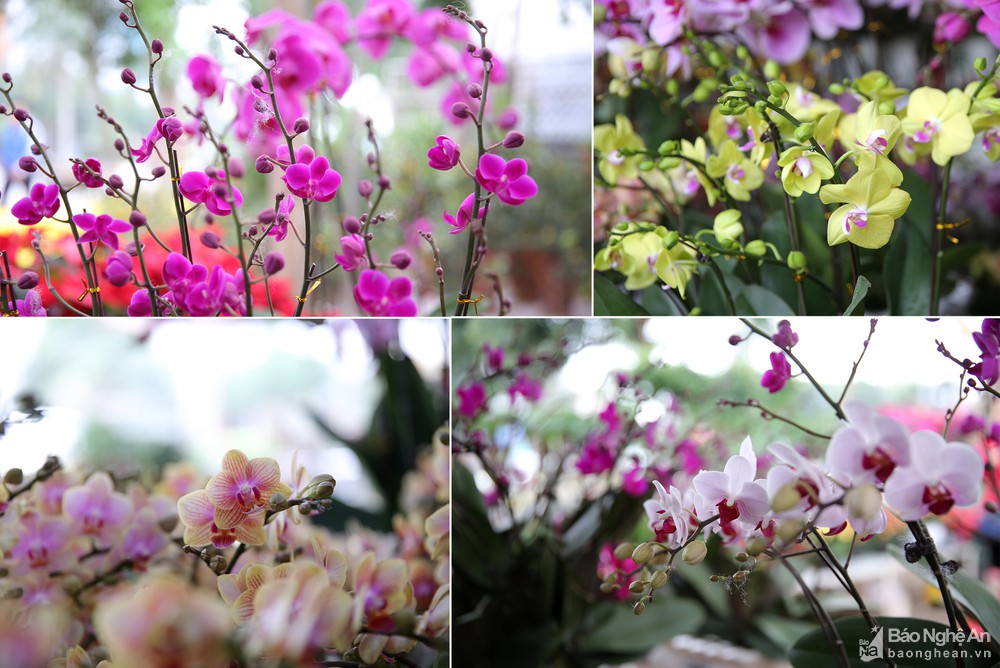 Quất bonsai 'gây sốt', hoa lan tràn ngập phố Vinh