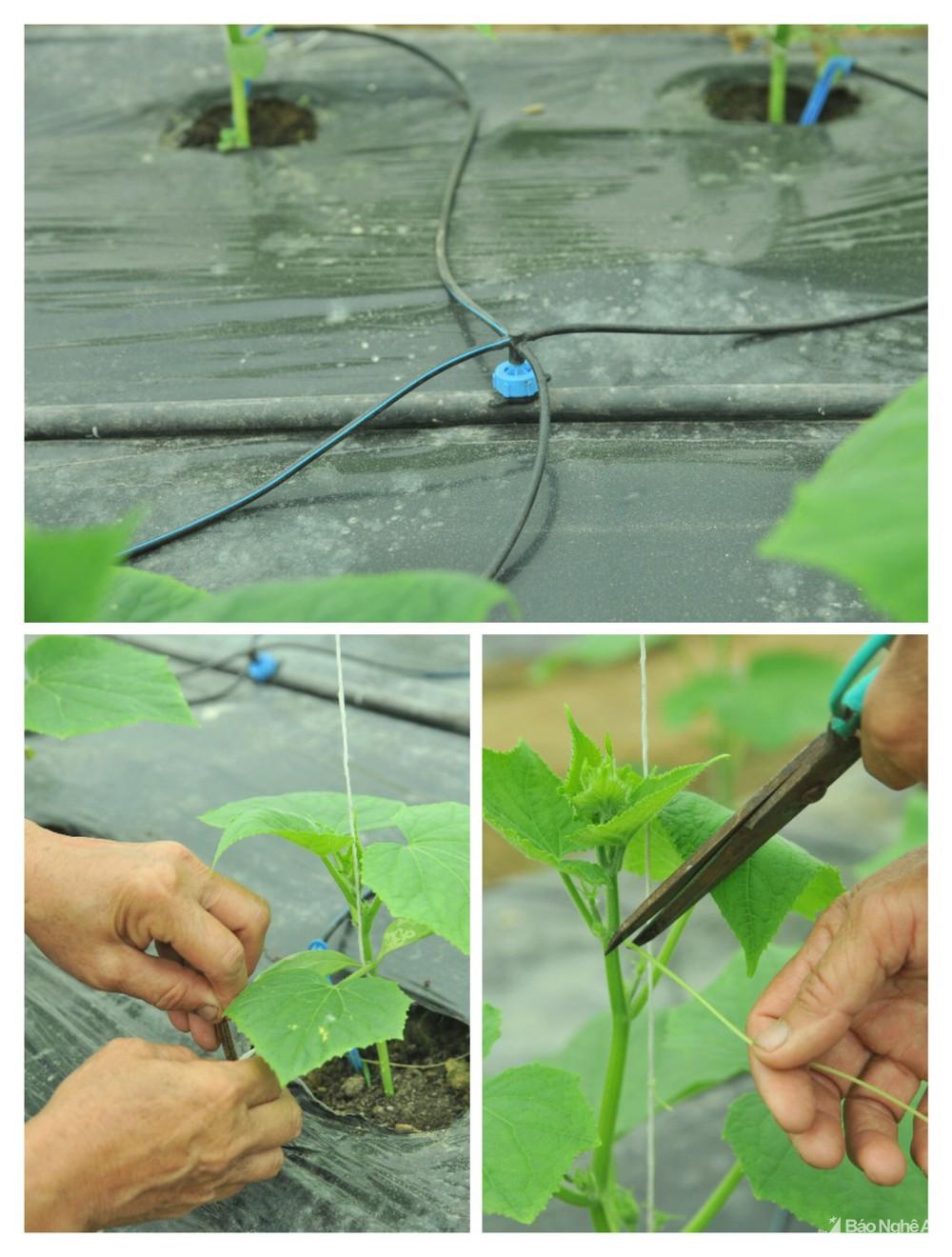 Nông dân Nghệ An đa dạng cây trồng nhà lưới