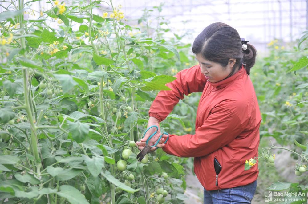 Nông dân Nghệ An đa dạng cây trồng nhà lưới