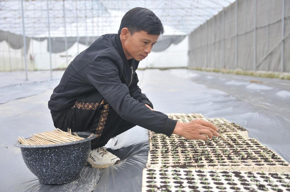 Nông dân Nghệ An đa dạng cây trồng nhà lưới
