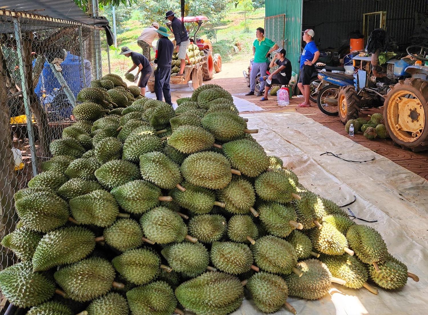 Sầu riêng Đắk Lắk quay đầu giảm giá sau đà tăng kỷ lục - Ảnh 3. Sầu riêng Đắk Lắk quay đầu giảm giá sau đà tăng kỷ lục - Ảnh 3.
