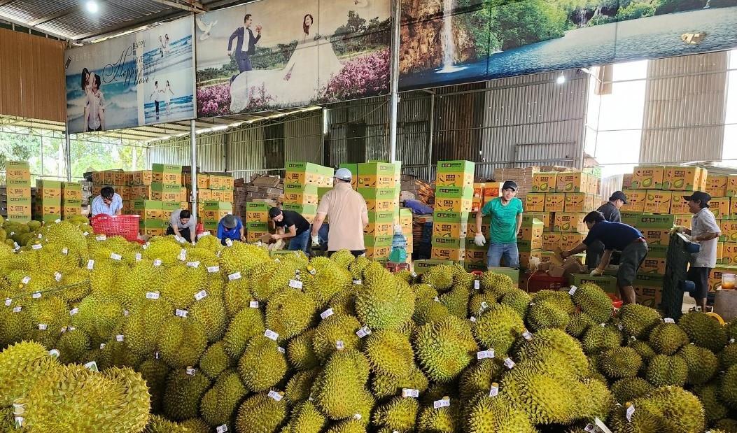 Sầu riêng Đắk Lắk quay đầu giảm giá sau đà tăng kỷ lục - Ảnh 6. Sầu riêng Đắk Lắk quay đầu giảm giá sau đà tăng kỷ lục - Ảnh 6.