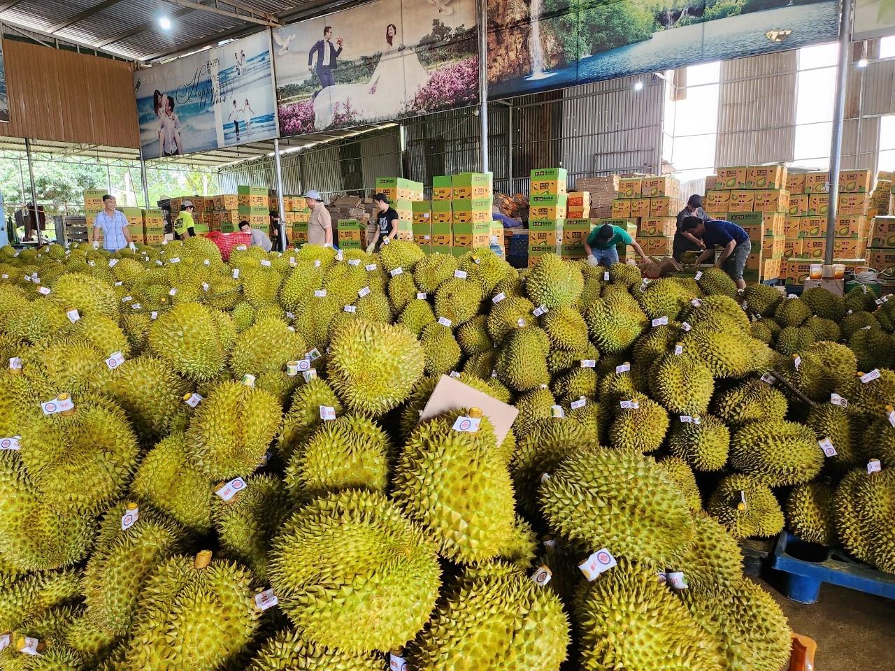 Sầu riêng Đắk Lắk quay đầu giảm giá sau đà tăng kỷ lục - Ảnh 1. Sầu riêng Đắk Lắk quay đầu giảm giá sau đà tăng kỷ lục - Ảnh 1.