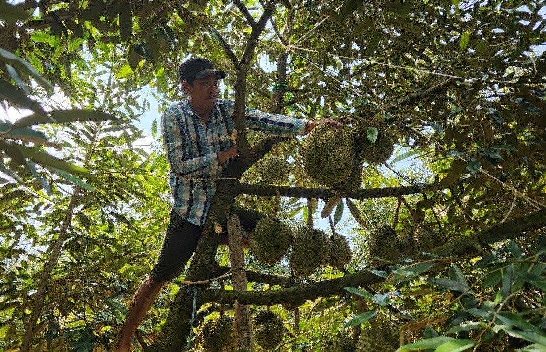 Sầu riêng Đắk Lắk quay đầu giảm giá sau đà tăng kỷ lục - Ảnh 2. Sầu riêng Đắk Lắk quay đầu giảm giá sau đà tăng kỷ lục - Ảnh 2.