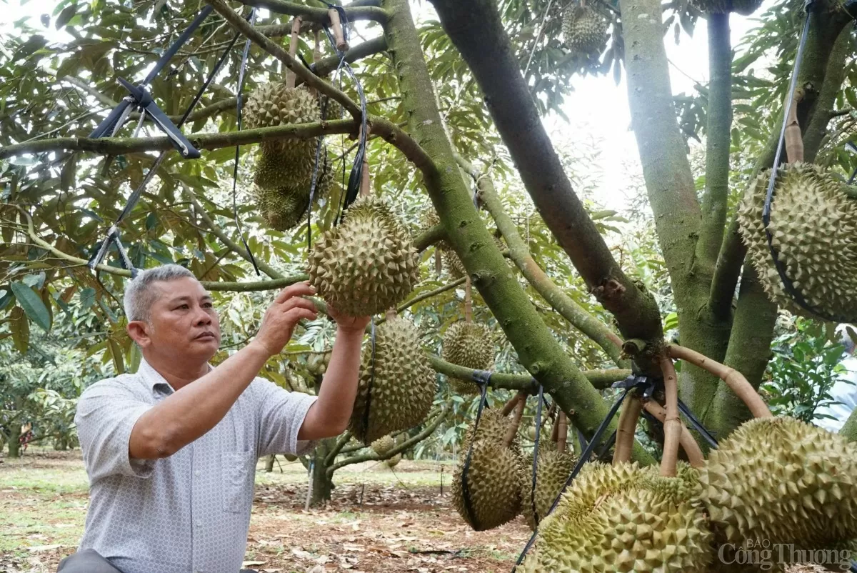 ngành hàng sầu riêng
