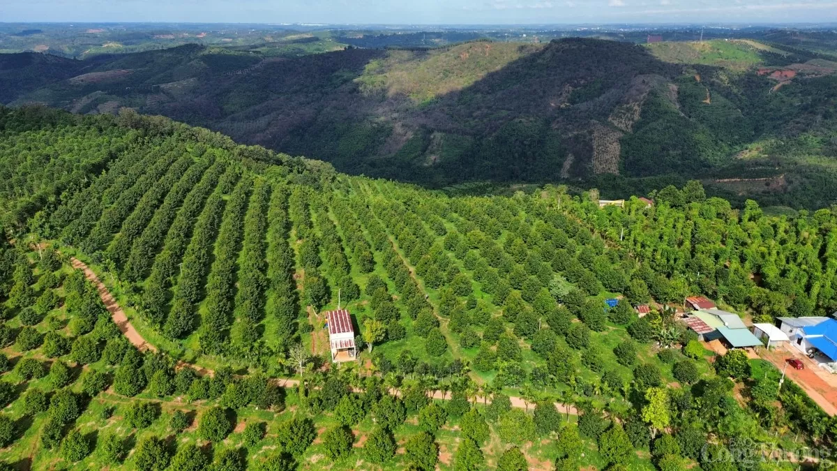 ngành hàng sầu riêng